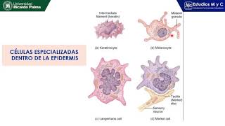 FISIOLOGIA DE LA PIEL CLASE COMPLETA - ENAM 2020