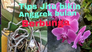 Tips Jitu mengatasi Anggrek Bulan yang  Malas  Berbunga