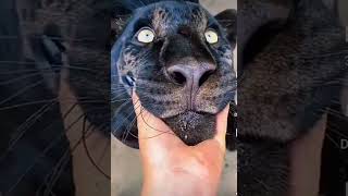 Scratching big cats 😸😼😺 skin