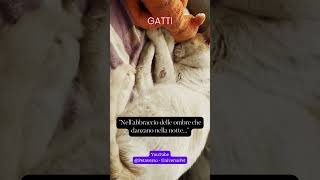 Nell'abbraccio delle ombre che danzano nella notte #gatto #animali #aforismi #frasedelgiorno