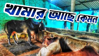 খামারের গরু মহিষ নিয়ে সামনের পরিকল্পনা ||  Purbasha Agro