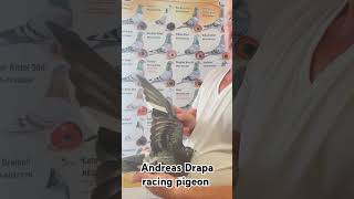 Andreas Drapa racing pigeon #pigeon #racingpigeon #lovepigeon