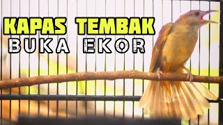 🔴kapas tembak buka ekor audio jernih ✔