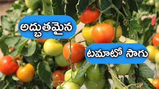 టమాటో సాగు #tomato #plants | tomato crop full video with beautiful nature