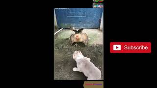 " Cute Pets And Funny Animals Compilation Must Watch You Will Love #funnycats #cutecats #funnydogs "