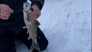 Beautiful Togue on Moosehead Lake! #maineoutdooradventures #icefishing #fishing