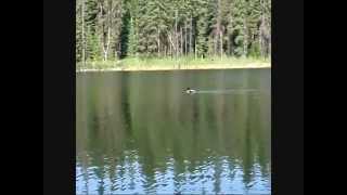 Loon visit at Jowsey Lake