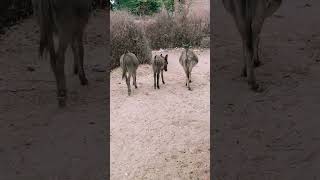 3 donkey visiting ,.#short##trendingshorts #2024