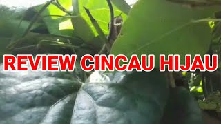 REVIEW CINCAU HIJAU