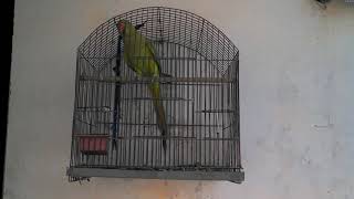 Adeeba birds farm & pets