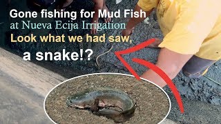 Gone fishing for Mud Fish | Nueva Ecija Province | Philippines