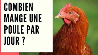 COMBIEN DE FOIS DONNER L'ALIMENT AUX POULET 🐔 PAR JOUR