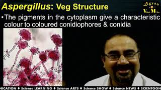 Life History of Aspergillus with Gujarati Narration