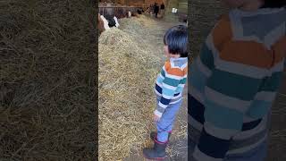 #feedingcows #farming #canada #viral #trending #viral #beta #toddlers #family #time @jashow1766