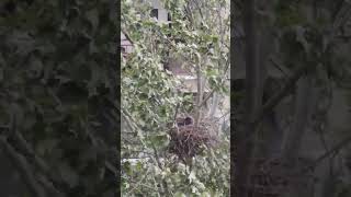 #mother #birds #nest #storm #tree #nature #city #protection #bebies #spring