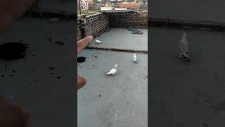 🐒 Bandar ne kabutari Ka anda Fod diya😭🥺 #kabutar #pigeon #shorts #dailyvlog #egg   @upboivlogs