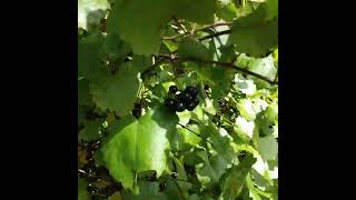 Wild Muscadine