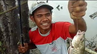 Strike ikan besar || Strike the big fish