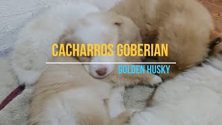 Cachorros Goberian - Golden Husky - Golden Siberian