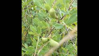 Green Pawpaws