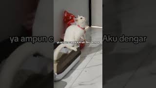 KUCING BAB SENDIRI