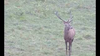 Jelen (Red deer stag) 28.10.2008