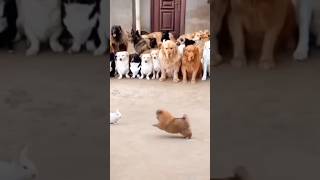 Family of dogs became spectators to see their baby fight #cat #ytcat #funny #dog #pets #animals