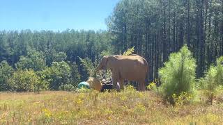 The Elephant Sanctuary | Donna's First Anniversary at The Sanctuary