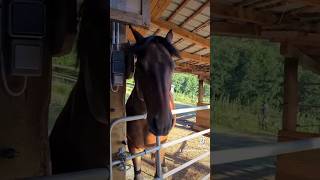 Geilste Pferde Frisur nach Flügen Masken TakeOff - Lustige Pferde Storys TrickyHorse Trainingscenter