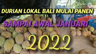 PANEN DURIAN LOKAL BALI