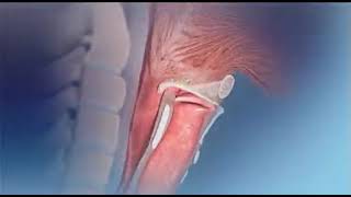 How Epiglottis works in human body