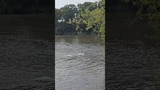 Swans at Thames river #swans #swan