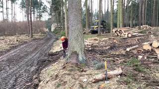 Forwarder operator cutting 8m3 tree