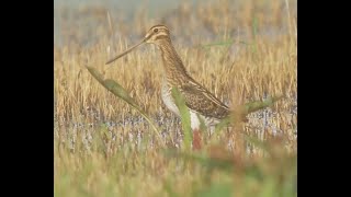 Naturbeobachtung bei  Wöllnau / Doberschütz / LK Nordsachsen _ #Vogelbeobachtung