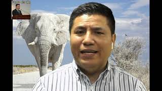 ¿Que es un elefante blanco?