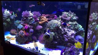 My marineland 200DD Mixed Reef Aquarium