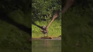 Burung yang mendapatkan ikan yang besar