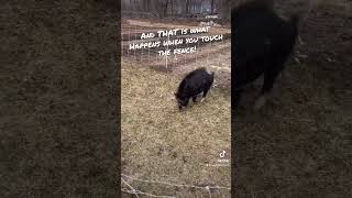 The Pigs First Day Behind Premier 1 Electric Fence - DON’T Touch It! #pigs  #fencing #homestead