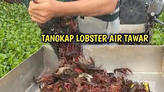 BEGINI BULE TANGKAP LOBSTER AIR TAWAR || BUBUH LOBSTER