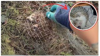 Rescuing hedgehogs in distress in the wild | Animal rescue compilation