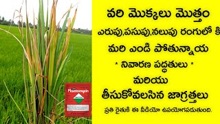 వరిలో ఆకులు ఎండిపోతున్నాయ? నివారణ - ముందు జాగ్రత్తలు | BLB in rice | bacterial leaf blight in paddy