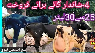 03466152628|Australia cows| cholistani cross cows| sahiwal cow| jersey cow|such animal tv