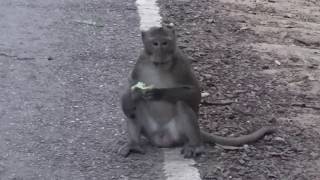 Monkey Hungry Waiting Food On The Road Before Going To Sleep at Night