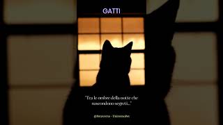 #ombre notturne: Il #potere della #saggezza felina #gatto #animali