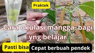 cara anti gagal okulasi mangga bagi yng belajar!! pendek ccepat berbuah