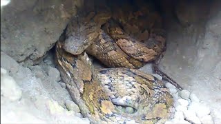 2 snake x botrops serpiente culebra tilcuate veneno mordida lanza hojas secas masacuate negro víbora