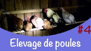 Elevage de poules # 4│ Fabrication d'un perchoir