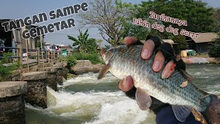 Teknik Mancing di Sungai Arus Deras - Tarikan Ikan Ini Bikin Senam Jantung