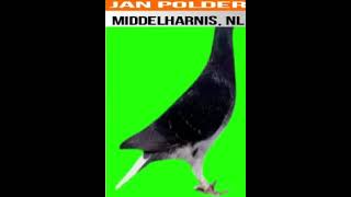 JAN POLDER, (Middelharnis, NL) Watch full video: https://youtu.be/ihfClKOIPJ4