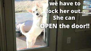 Our dog OPENS the door!!! (Family Vlog)